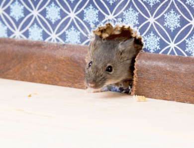 Mäuse und Ratten im Eigenheim – was ist zu tun?