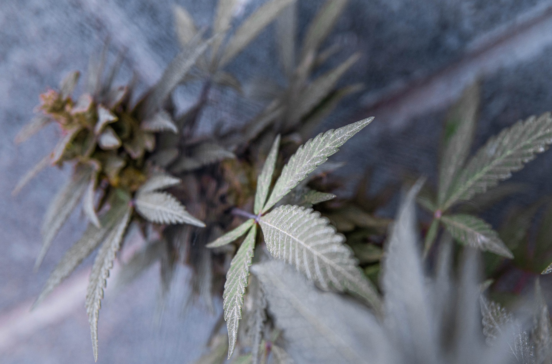Cannabispflanze in dunkelgrün