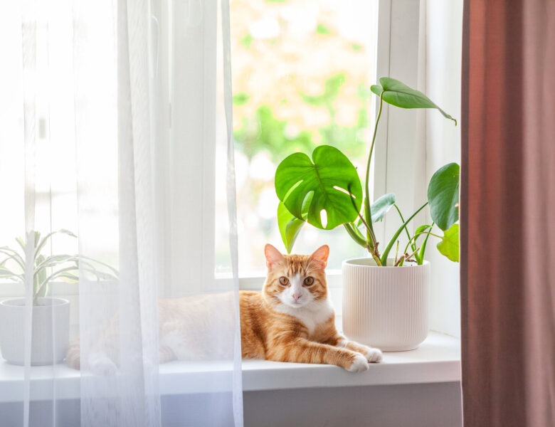 Energieeffiziente Fenster: Wie Sie Geld und Umwelt schonen