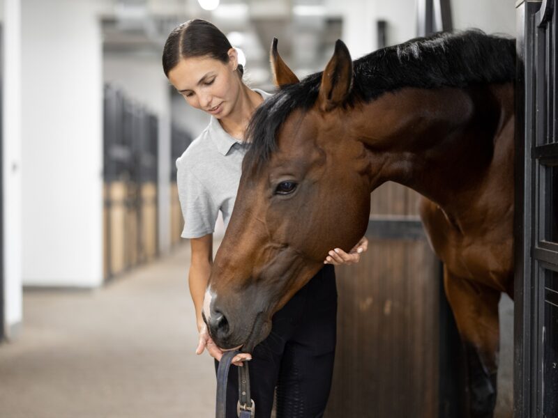 Tipps zur Stallorganisation für mehr Ruhe im Alltag